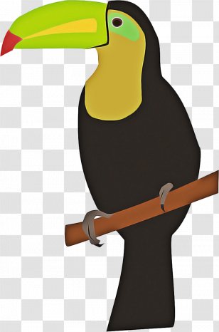 Hornbill Bird - Coraciiformes - Piciformes Transparent PNG