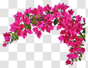 Bougainvillea Painting - Bougainvillea Flower Arch With Vibrant Pink Colors Transparent PNG