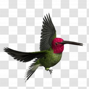 Hummingbird Woodpecker Clip Art - Feather - Birds Transparent PNG