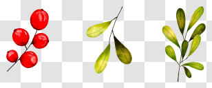 Black Background - Christmas Plants With Berries And Leaves Transparent PNG