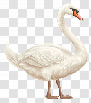 White Swan - Elegant White Swan Illustration Transparent PNG