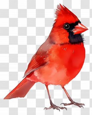 Watercolor Bird - Red Cardinal Bird Illustration Transparent PNG