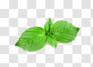 Basil Royalty-free Mint Illustration - Green - Cartoon Leaves Transparent PNG