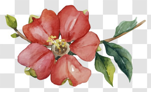 Watercolor Painting - Beautiful Red Watercolor Flower Art Transparent PNG