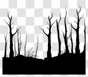 Forest - Silhouette Of Dead Trees Transparent PNG