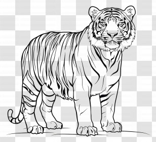 Tiger - Black And White Tiger Illustration Transparent PNG