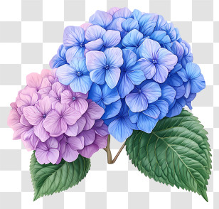 Hand Drawn Hydrangea Flower - Blue And Purple Hydrangea Illustration Transparent PNG