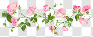Sweet Pea Flowers - Pink Sweet Pea Flowers On Vines Transparent PNG