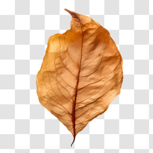 Dried Leaf - Brown Dry Autumn Leaf Transparent PNG