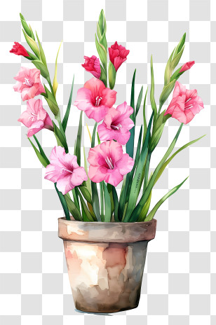 Gladiolus - Beautiful Potted Flowers Transparent PNG