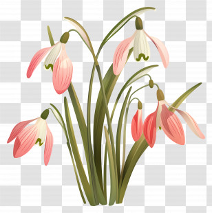 Snowdrops - Delicate Pink And White Bell-Shaped Flowers Transparent PNG