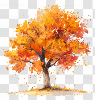 Maple Tree - Autumn Tree With Orange Leaves Illustration Transparent PNG