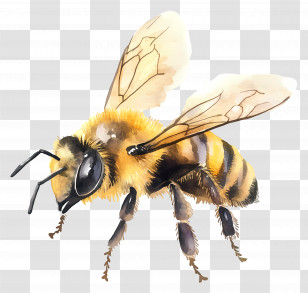 Watercolor Honey Bee - Honey Bee In Detailed Illustration Transparent PNG