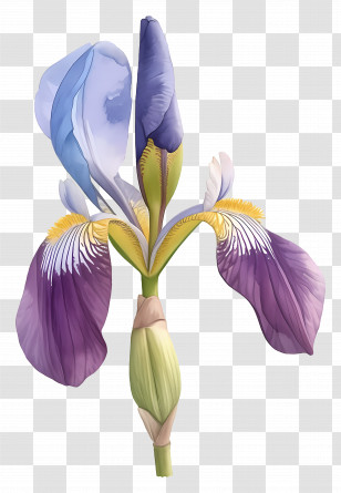 Algerian Iris - Beautiful Purple And Blue Iris Flower Transparent PNG