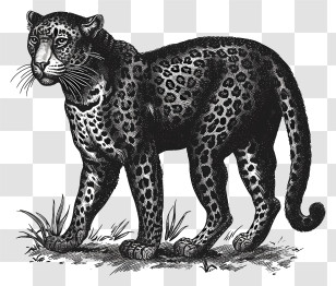 Leopard - Detailed Black Leopard Sketch Transparent PNG