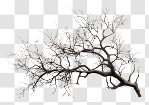 Bare Tree Branch - Bare Tree Branch Transparent PNG