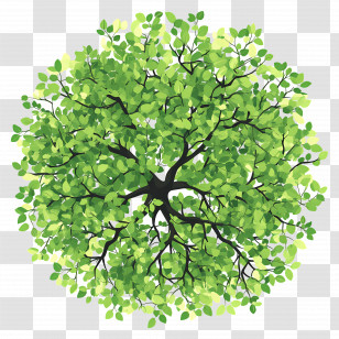Green Tree Plan - Top View Of A Lush Green Tree Transparent PNG