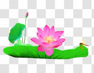 Nelumbo Nucifera Watercolor Painting U82b1u854a - Proteales - Lotus Leaf Album Transparent PNG