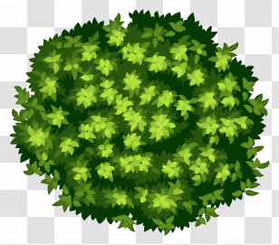 Tree Plan - Lush Green Bush Top View Illustration Transparent PNG