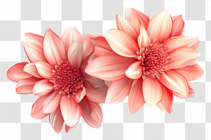 Flower Banner - Pink Dahlias In Full Bloom Transparent PNG