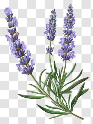Lavender - Illustrated Lavender Plant With Purple Flowers Transparent PNG