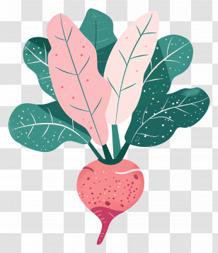 Beetroot - Pink Radish With Green Leaves Illustration Transparent PNG
