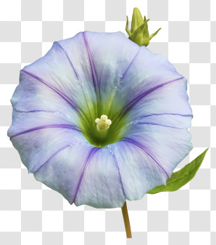 Cartoon - Blue Morning Glory Flower Transparent PNG