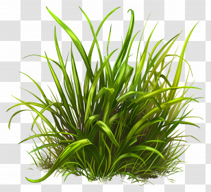 Grass - Lush Green Grass Illustration Transparent PNG