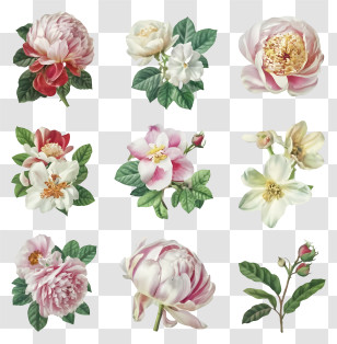 Pink Roses - Floral Set Illustration With Blooming Flowers Transparent PNG
