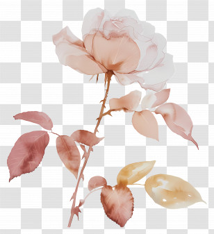Rose Flower - Watercolor Rose Illustration In Soft Tones Transparent PNG