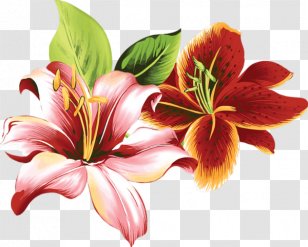 Lilium Flower Color Floral Design Clip Art - Lily Transparent PNG