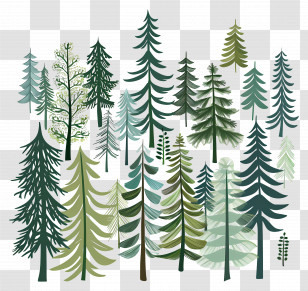 Pine Forest - Variety Of Evergreen Pine Tree Illustrations Transparent PNG