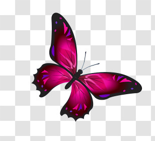 Mariposas - Graceful Purple Butterfly Illustration Transparent PNG