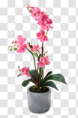 Potted Plants - Pink Orchid In Stylish Grey Pot Transparent PNG