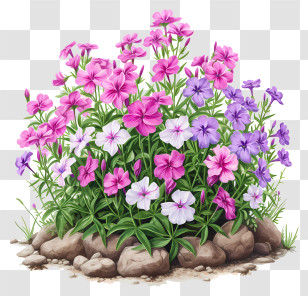 Phlox Flower Bed - Pink And Purple Flower Bush Transparent PNG