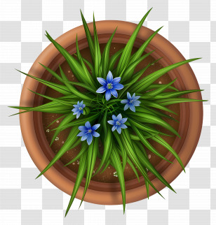 Plants Top View - Potted Plant With Blue Flowers In Terracotta Pot Transparent PNG