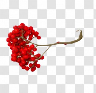 Mountain-ash Photography ÐÑ…, Ð­Ñ‚Ð° ÐšÑ€Ð°ÑÐ½Ð°Ñ Ð ÑÐ±Ð¸Ð½Ð° Clip Art - Mountainash - Berries Branch Transparent PNG
