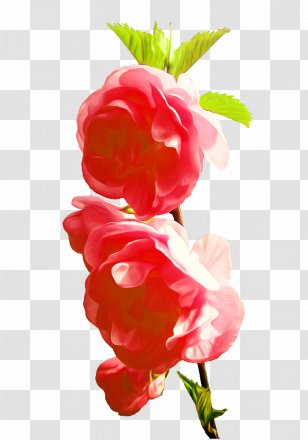 Garden Roses Red Pink - Photography - Rose Transparent PNG