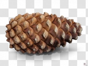 Sugar Pine Red Lodgepole White Oregon - Nut Transparent PNG