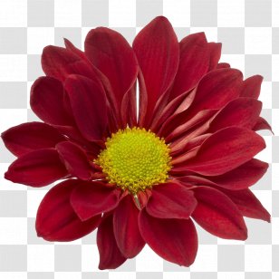 Common Daisy Flower African Daisies Garden Botany - Chamomile Transparent PNG