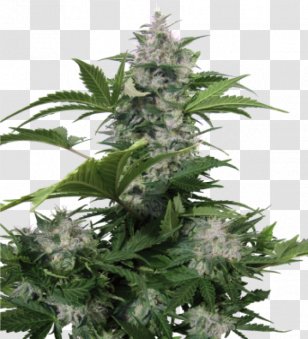 Autoflowering Cannabis Seed Skunk White Widow Dwarf Transparent PNG
