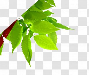 Leaf Plant Green - Display Resolution - Leaves Transparent PNG