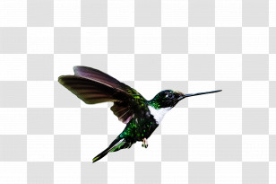 Bird Transparent PNG