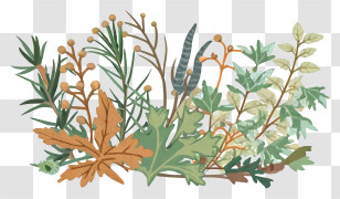Cartoon - Assorted Botanical Leaves Illustration Transparent PNG