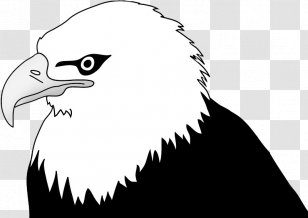 Bald Eagle Drawing Clip Art - Neck Transparent PNG