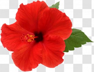 Clip Art Shoeblackplant Image Desktop Wallpaper - Flower - Hibiscus Transparent PNG