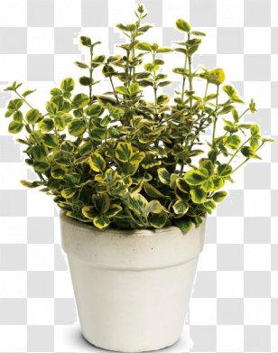 Fortune's Spindle Shrub Tree Plant Groundcover - Flowerpot Transparent PNG