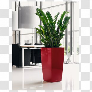 Zanzibar Gem Houseplant Plants Indoor Gardening Woody Plant Transparent PNG