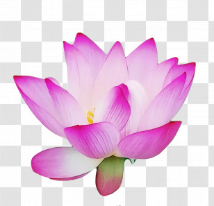Lotus Flower Summer Flower Transparent PNG
