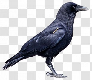 Rook American Crow - Blackbird Transparent PNG